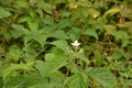 Blackberry Blossoms And Buds Blooming. Blackberry White Flower Blossom Plant Branch In Summer