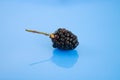 Blackberry on a blue background. Design Royalty Free Stock Photo
