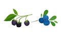 Blackberry and Blueberry Branch with Berries and Green Fibrous Leaves Vector Set