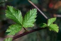 BlackBerry bramble dewberry leaves selective focus in fall sun. Closeup shot of BlackBerry leaf on branch horizontal