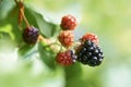 Blackberry or bramble fruit