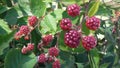 Blackberry. Bramble fruits in red. Unripe fruits.