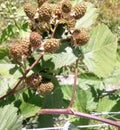 Blackberry bramble in june