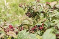 Blackberry bramble with ripening and ripe berries