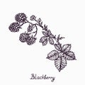 Blackberry branch with berries and leaves, simple doodle drawing with inscription Royalty Free Stock Photo