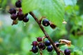 Blackberry branch Royalty Free Stock Photo