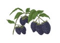 Blackberry branch with fresh ripe berries and leaf. Botanical drawing of bramble growing on sprig. Garden plant with