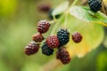 Blackberry Branch. Growing Organic Berries Closeup