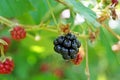 Blackberry branch with juicy black berries and green leaves Royalty Free Stock Photo