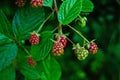 Blackberry branch with pink unripe berries and green leaves Royalty Free Stock Photo