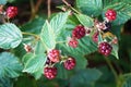 Blackberry branch with pink unripe berries and green leaves Royalty Free Stock Photo