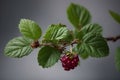 Blackberry branch with ripe berries and green leaves on gray background Royalty Free Stock Photo