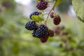 Blackberry on a branch. Selective focus. Royalty Free Stock Photo