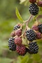 Blackberry on a branch. Selective focus. Royalty Free Stock Photo