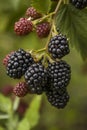 Blackberry on a branch. Selective focus. Royalty Free Stock Photo