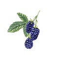 Blackberry branch. Three ripe Brambles with leaves. Forest and garden berries. Navy Dewberry. Watercolor botanical Royalty Free Stock Photo