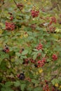 Blackberry branches with manny red and black fruits. Rubus plicatus unripe on cloudy day Royalty Free Stock Photo