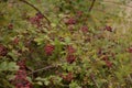 Blackberry branches with manny red and black fruits. Rubus plicatus unripe on cloudy day Royalty Free Stock Photo