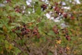 Blackberry branches with manny red and black fruits. Rubus plicatus unripe on cloudy day Royalty Free Stock Photo