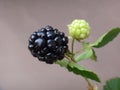 Blackberry fruit - Purple and green