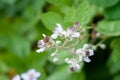 Blackberry buds blossom