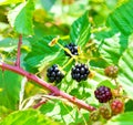 Blackberry bush Royalty Free Stock Photo