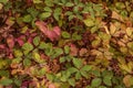 Blackberry bush with autumn colorful leaves and immature dark maroon berries