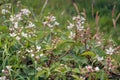 Blackberry Bush With Blossoms And Unripe Fruits