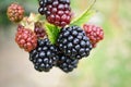 Blackberry on bush with bokeh. Blurred background. Vitamin rich fruit from garden