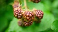 Blackberry on bush with bokeh. Blurred background. Vitamin rich fruit from garden