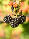 Blackberry on bush with bokeh. Blurred background. Vitamin rich fruit from garden