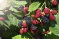 Blackberry bush close up. Berry background. Red and black berries of blackberries on a background of green leaves on a sunny day. Royalty Free Stock Photo