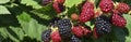 Blackberry bush close up. Berry background. Red and black berries of blackberries on a background of green leaves on a sunny day. Royalty Free Stock Photo