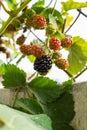 Black berry bush in the garden Royalty Free Stock Photo