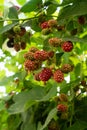 Black berry bush in the garden Royalty Free Stock Photo