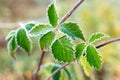 Blackberry bush with green leaves covered with frost Royalty Free Stock Photo