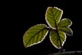 Blackberry bush leaves backlit with ice, Autumn - Royalty Free Stock Photo