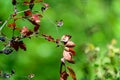 A blackberry bush in partial autumn sunlight in a central European forest