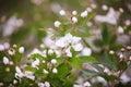 Blackberry bush Rosaceae family in Bloom