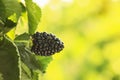 Blackberry bush with tasty ripe berry in garden