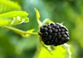Blackberry bush with ripe berry in garden, closeup