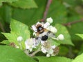 Big hoverfly white blossom of a blackberry bush