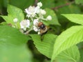 Big hoverfly white blossom of a blackberry bush