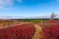 Blackberry Bushes - Late Autumn Scene - Dolly Sods Wilderness - West Virginia Royalty Free Stock Photo