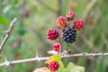 BlackBerry closeup