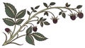 Blackberry Cluster Vine Border, vector design Generative AI Royalty Free Stock Photo