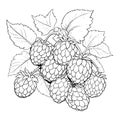 Blackberry Coloring Pages for Kids