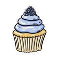 Blackberry cupcake hand drawn vector illustration. Isolated on white background.