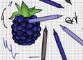 Blackberry drawn on papper