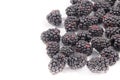 Look at that I found some blackberry`s Royalty Free Stock Photo